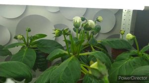 БУТОНЫ ГЛОКСИНИИ НЕ РАСКРЫВАЮТСЯ.