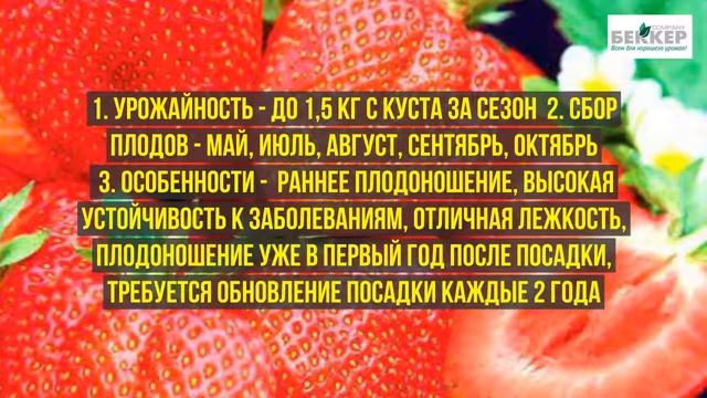 Кулинарная Фантазия