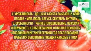 Какие сорта клубники можно вырастить на подоконнике и балконе
