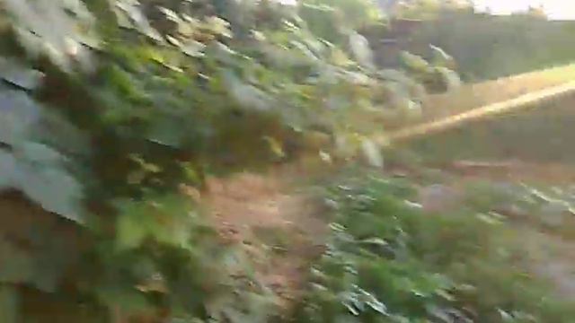 МАЛИНА. ВИШНЯ.Мои любимые ягодки