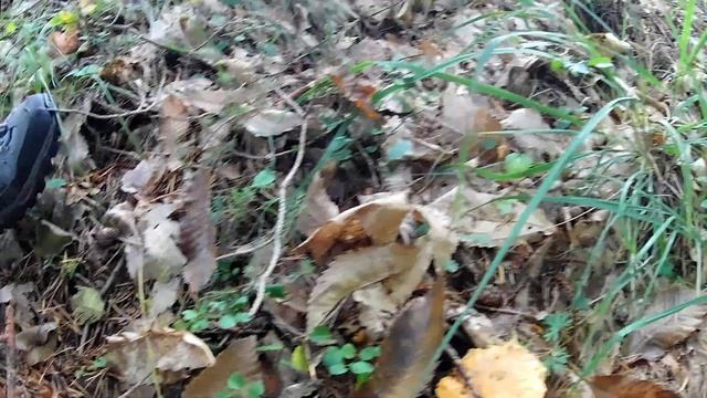 Funghi 26 settembre 2020 !!! Cantharellus lutescens смотреть онлайн