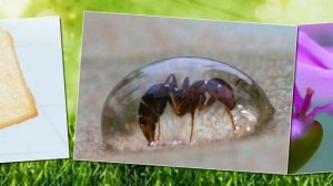 Песня про меня и муравья