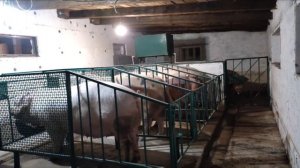 мини Свинарник с большими возможностями.