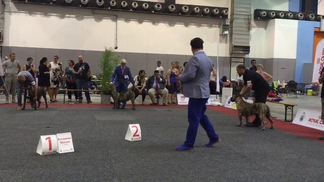 Канарский дог сравнение сук на Чемпиона Европы смотреть онлайн
