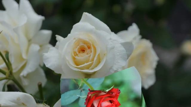 ФотоШоу PRO!!! Проекты ФотоШоу PRO! Проект 70 С Днём Рождения!!! Варианты 3D веера!!! смотреть онлайн