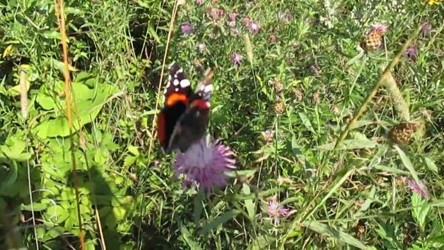Москва. Медведково. Моё лето 2018 года. Солнце. Цветы. Бабочка Адмирал. смотреть онлайн