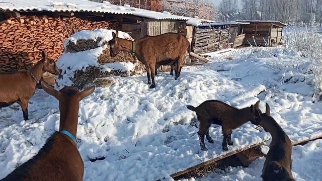 Прогулки с козлятами//Неправильная зерносмесь для сухостойных// смотреть онлайн