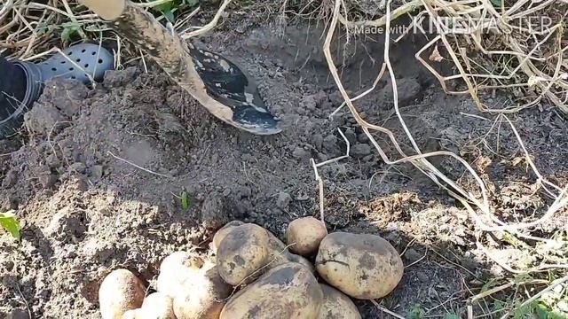 Убираем урожай,картошки нет!Ведро с куста! смотреть онлайн