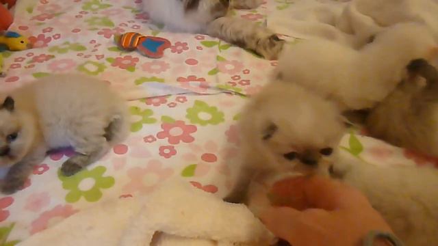 Periwinkle's 2 Week Old Seal Point Himalayan Kittens смотреть онлайн