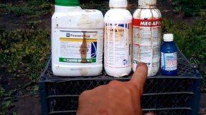 чем обработать молодой саженец винограда от болезней и вредителей