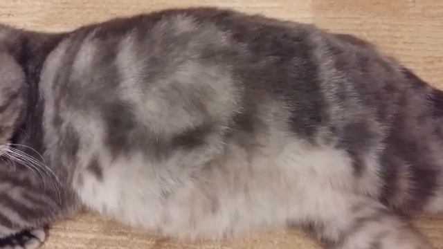 Как у британской кошки шевелятся котята в животе смотреть онлайн