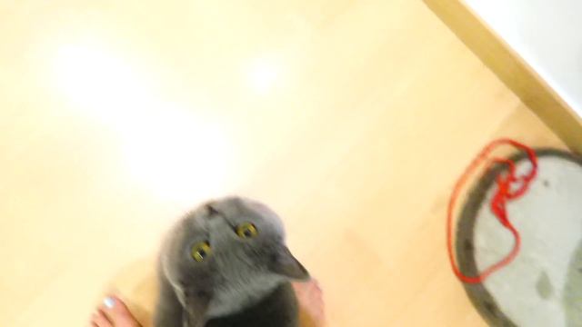 VLOG: ЛЮДИ КОТОРЫЕ ПУКАЮТ! 11.08.16 смотреть онлайн