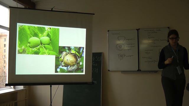 4.11.13 Морфология и анатомия плода - Платонова А.Г. смотреть онлайн