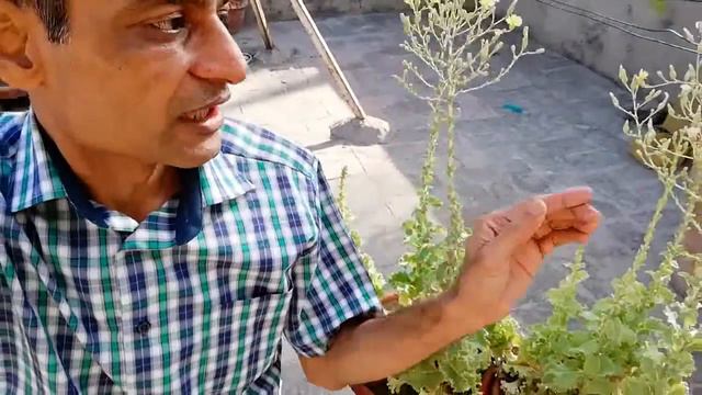 How To Save Lettuce Seeds For Next Winter Season | Asim Nawaz Garden