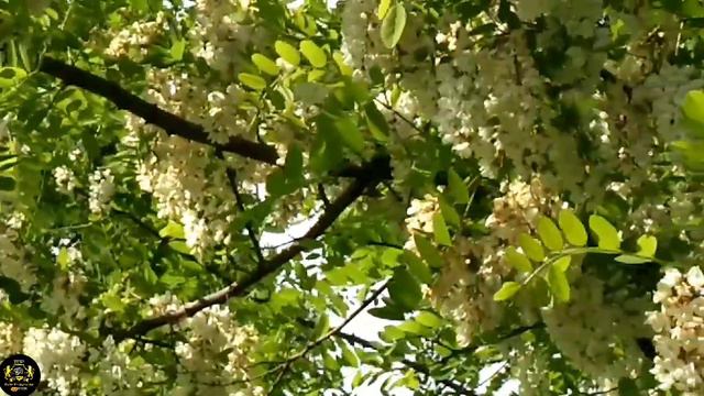 white flowers naturally views // beautiful and amazing acacia flowers смотреть онлайн