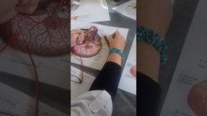 Внутренняя Сонная Артерия  Нормальная Анатомия