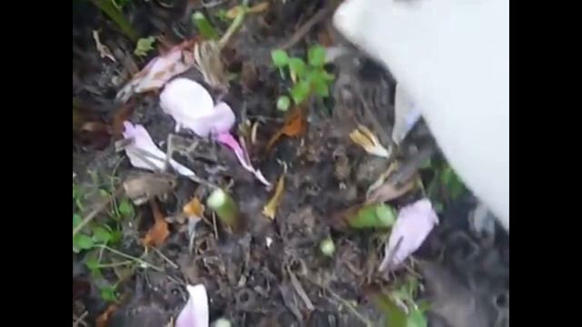 Лечение пионов,различные эпизоды из архива. смотреть онлайн
