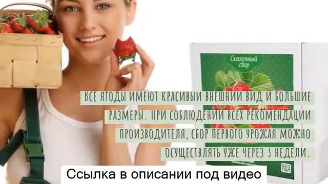 Чудо ягодница сказочный сбор клубника - чудо ягодница сказочный сбор | выращивай клубнику дома! смотреть онлайн