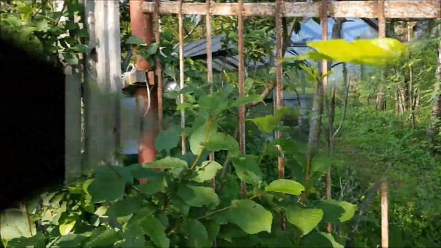 оз. Утконос, Ленинградской области смотреть онлайн