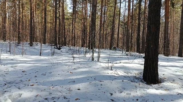 Менестрель. смотреть онлайн