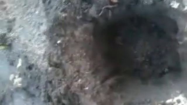 Обзор саженцев Семена Алтая 2019 - Часть 2 - Сажаем розы в Сибири смотреть онлайн