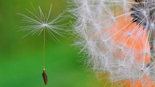 Рисуем одуванчики. Рисование для детей. смотреть онлайн
