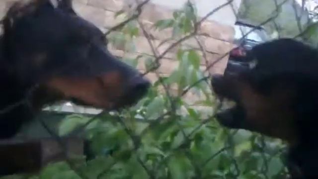 цвергпинчерVSдоберман