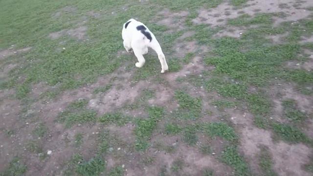 Среднеазиатские овчарки Алабай США. Tibul 2 months old. смотреть онлайн