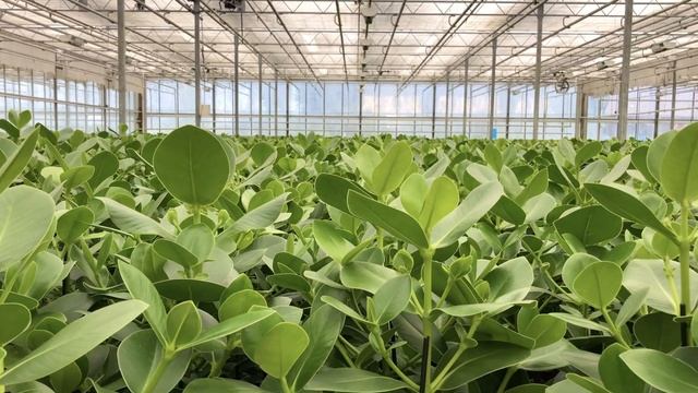 #1 CLUSIA ROSEA | Een kijkje in de kas | Mondo Verde смотреть онлайн