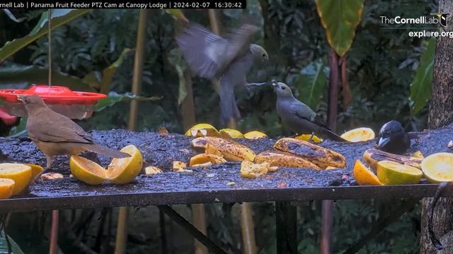 Palm Tanager interaction 16 30 39 2 7 24 смотреть онлайн