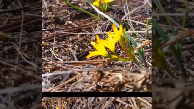 Эфемероиды. смотреть онлайн