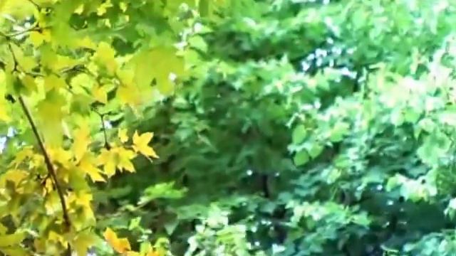 Вильдан Яруллин - Гармун смотреть онлайн