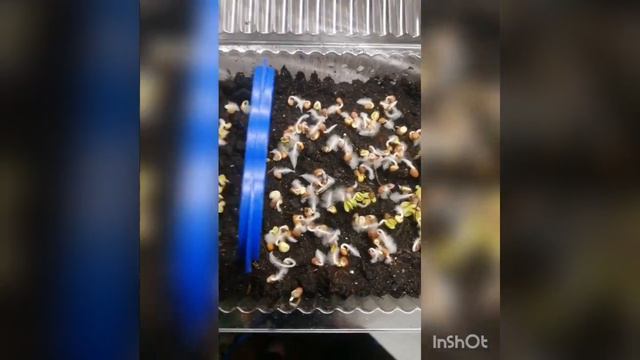 Микрозелень Редис день третий. В этом видео семена быстро и дружно прорастают... смотреть онлайн