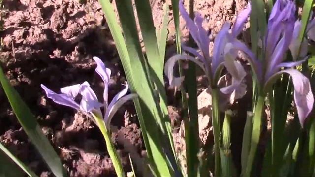 ИРИС МОЛОЧНО БЕЛЫЙ НА САМОМ ДЕЛЕ ОН ЛИ ЭТО смотреть онлайн