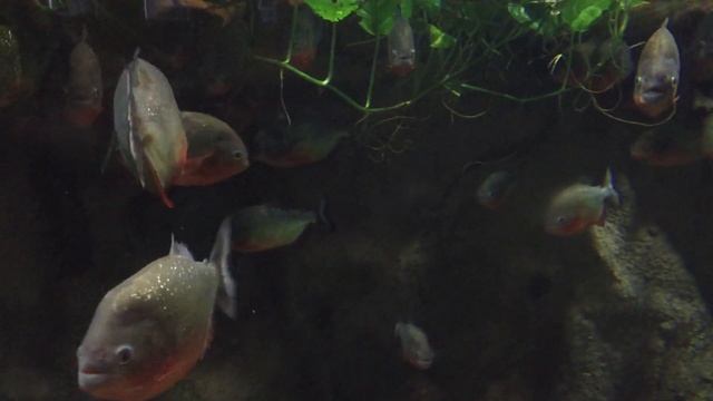 Пиранья обыкновенная Common piranha смотреть онлайн