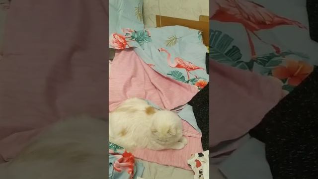 ⚠️? ?️БЕРУ ОПТОМ/ ЧЕСТНЫЙ ОТЗЫВ/ВСЯ ПРАВДА/НЕ ОБЗОР/ПОСТЕЛЬ И ТРИКОТАЖ 60 Р-Р/Покупка на 4130р. смотреть онлайн