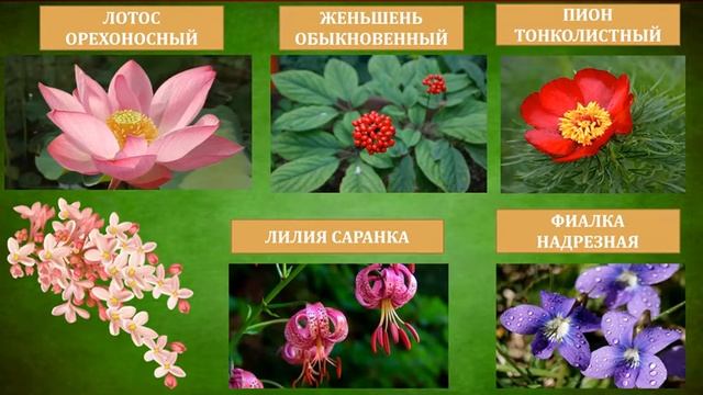Красная книга Pоссии смотреть онлайн