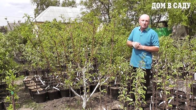 Как формировать и ухаживать за персиком - секреты опытного садовода