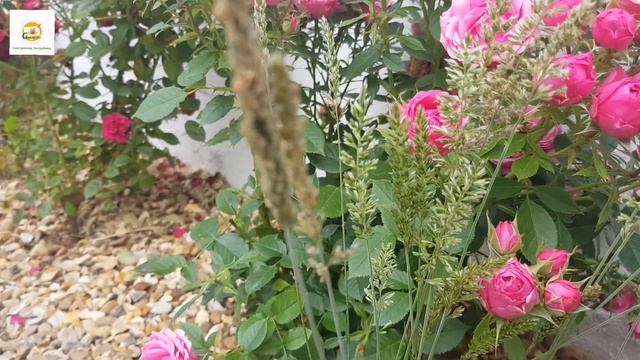 Koeleria Glauca (blue Hair Grass) Ornamental Grass ~ A Compact Ornamental Grass For Small Gardens