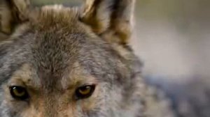 Слава Медяник - Мы волки (1999)