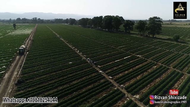 Lenkeran ciyelek teserufati! Saqlaser kendi. Talis ciyeley sortlari смотреть онлайн