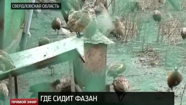 Свердловским школьникам провели экскурсию по крупнейшей на Урале фазаньей ферме смотреть онлайн