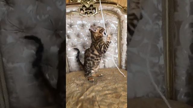 Бенгальские котята, девочка Instagram cats_and_dogs_for_you смотреть онлайн