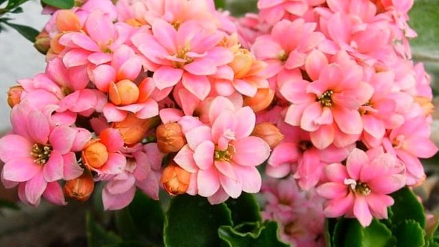 Каланхоэ, Бриофиллум (Kalanchoe) уход и полив