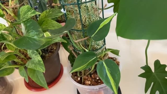 Обзор моей коллекции растений. Декабрь 2022 смотреть онлайн