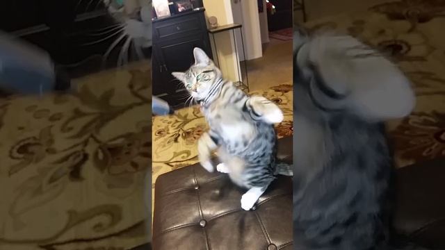 Cat vs Hair Trimmer смотреть онлайн