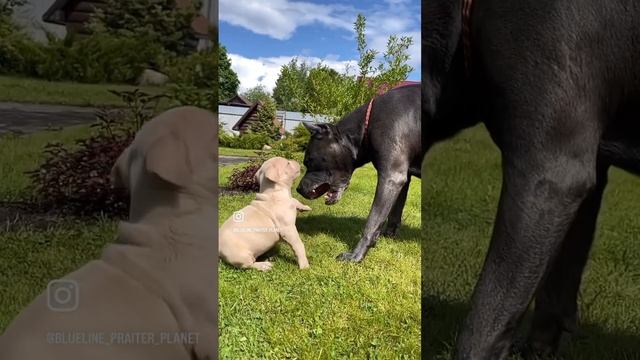 Шикарные малыши породы #прайтер# в продаже #прайтер #pitbull #dog #булли #голубойщенок # смотреть онлайн