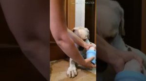 Лапомойка для собак ? Товары для собак