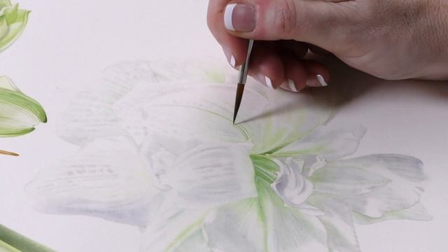 Painting a Double White Amaryllis -Preview ⎮ Billy Showell ⎮Watercolour Beautiful смотреть онлайн