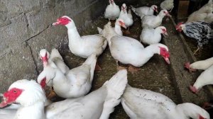 ЛУЧШАЯ УТКА СРЕДИ ВСЕХ УТОК! ТЯЖЁЛАЯ ЛИНИЯ МУСКУСНЫХ УТОК! МАКСИМАЛЬНЫЙ ДОХОД  МИНИМУМ ЗАТРАТ!!